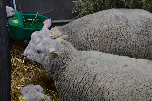 Paris Francja-luty 24 2019: paryski międzynarodowy Agric — Zdjęcie stockowe