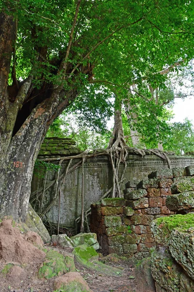 Siem Reap; Kingdom of Cambodia - august 24 2018 : Ta Prohm templ — Stock Photo, Image