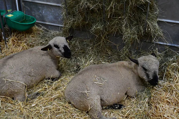 Paris Francja-luty 24 2019: paryski międzynarodowy Agric — Zdjęcie stockowe