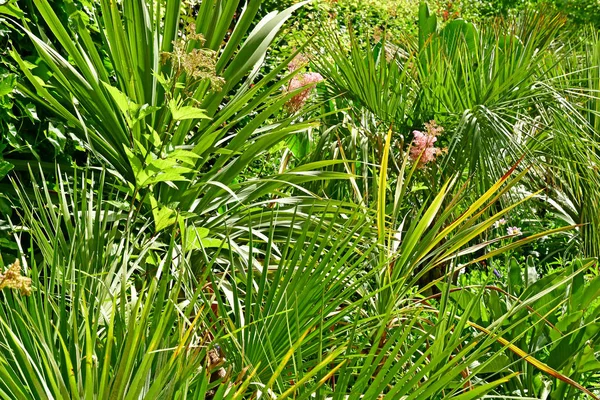 Chaumont sur Loire; França - 29 de junho de 2019: as fes internacionais — Fotografia de Stock