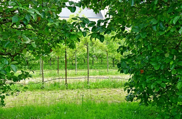 Versailles; France - june 16 2019 : Le potager du roi — стокове фото