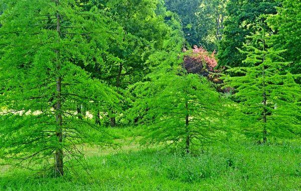 Sasnieres; Francja - czerwiec 30 2019: ogród du Plessis Sasnieres — Zdjęcie stockowe