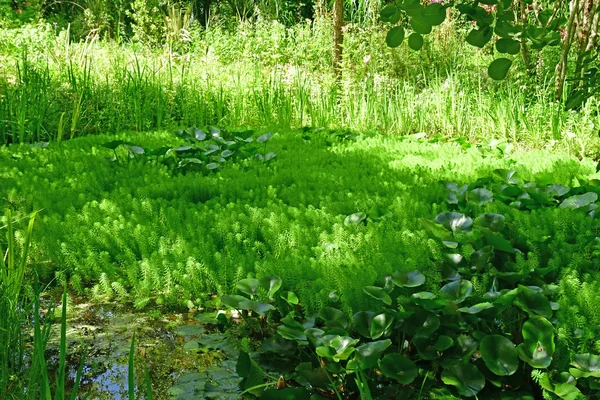 Chaumont sur Loire; Franciaország-június 29 2019: a nemzetközi Fes — Stock Fotó