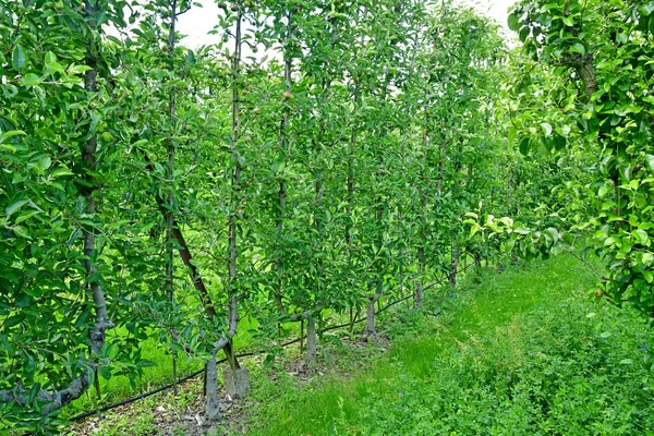 Versailles; Frankrike - juni 16 2019: Le potager du roi — Stockfoto