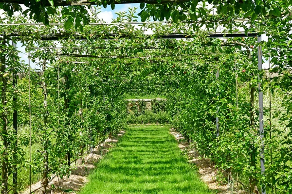 Versalles; Francia - 16 de junio de 2019: Le potager du roi — Foto de Stock