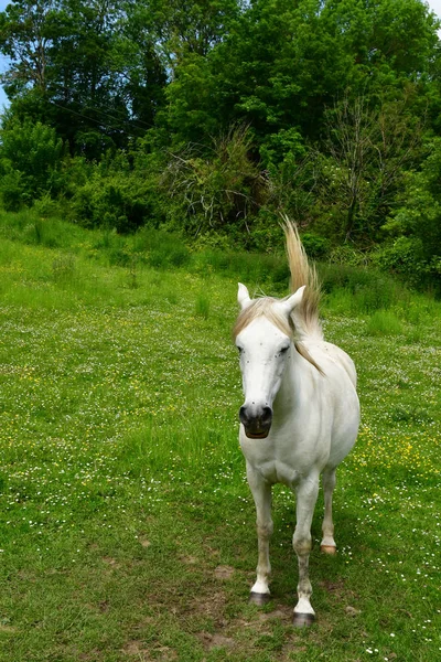 Lainville en Vexin, Fransa - 24 Mayıs 2019 : manzara — Stok fotoğraf