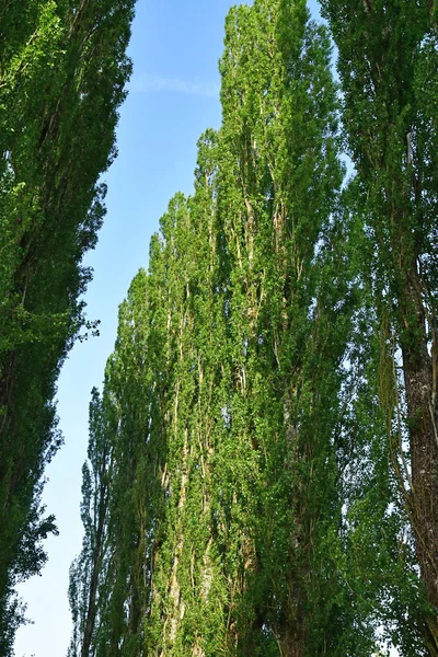 Sasnières ; France - 30 juin 2019 : du Plessis Jardin des Sasnières — Photo