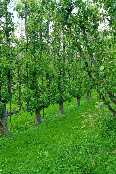 Versailles; Franciaország - 2019. június 16.: Le potager du roi — Stock Fotó