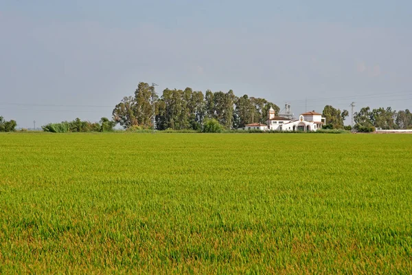 Sevilla; Isla Minima, España - 26 de agosto de 2019: arroz —  Fotos de Stock