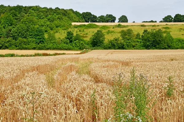 Harquency; France - july 19 2019 : landscape near the la Grange — Stock Photo, Image