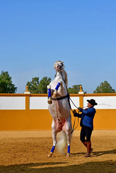 Sevilla; Isla Minima, España - 26 de agosto de 2019: espectáculo de caballos en la — Foto de Stock
