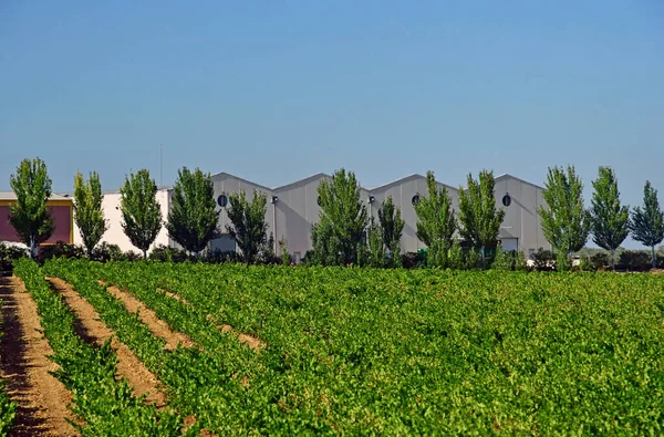 La Roda de Andalucia; Spanyolország - augusztus 27 2019: szőlőültetvény — Stock Fotó