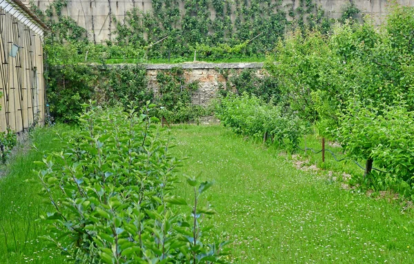 Versailles; France - june 16 2019 : Le potager du roi — Stock Photo, Image