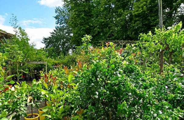 Saint Cyr l Ecole; Francia - 16 de junio de 2019: jardín — Foto de Stock