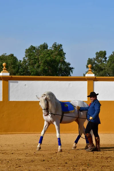 Sevilha; Isla Minima, Espanha - 26 de agosto de 2019: exposição de cavalos no — Fotografia de Stock