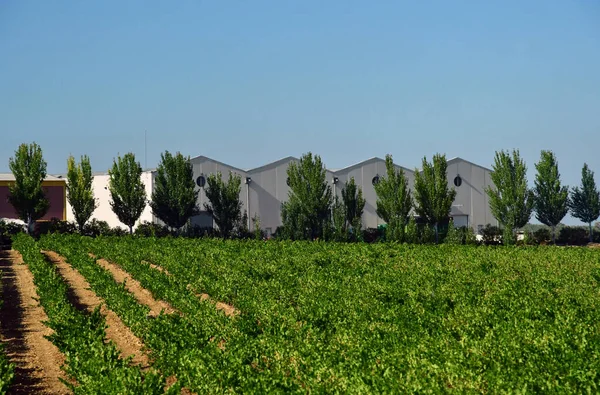 La Roda de Andalucia; Spanyolország - augusztus 27 2019: szőlőültetvény — Stock Fotó