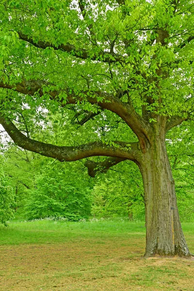 Londres; Kew, Inglaterra - 5 de mayo de 2019: los Jardines de Kew —  Fotos de Stock