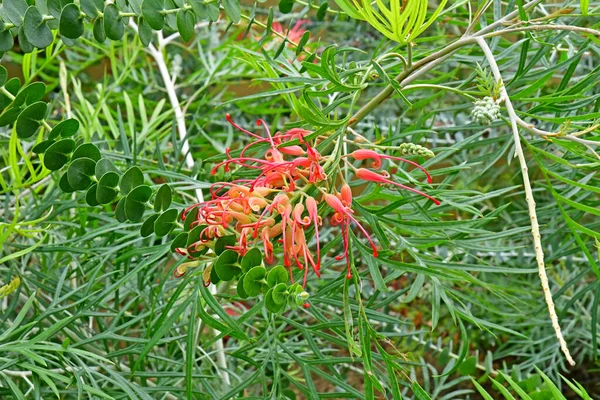 Londres; Kew, Inglaterra - 5 de maio de 2019: os Jardins Kew — Fotografia de Stock