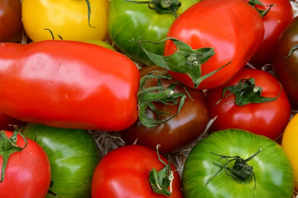 Saint Germain en Laye; França - 20 de abril de 2019: tomates — Fotografia de Stock