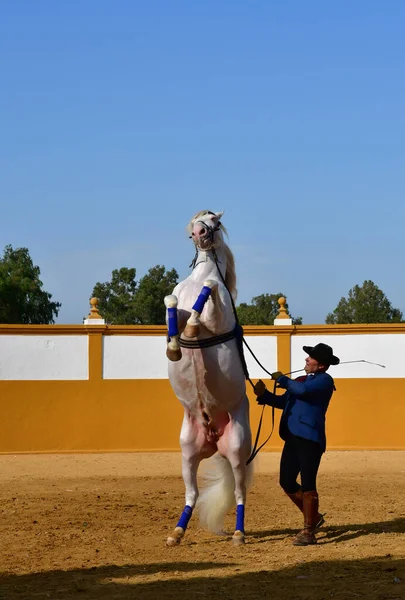 Sevilla; Isla Minima, España - 26 de agosto de 2019: espectáculo de caballos en la — Foto de Stock