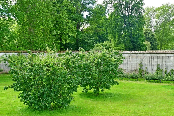 Versailles ; France - 16 juin 2019 : Le potager du roi — Photo