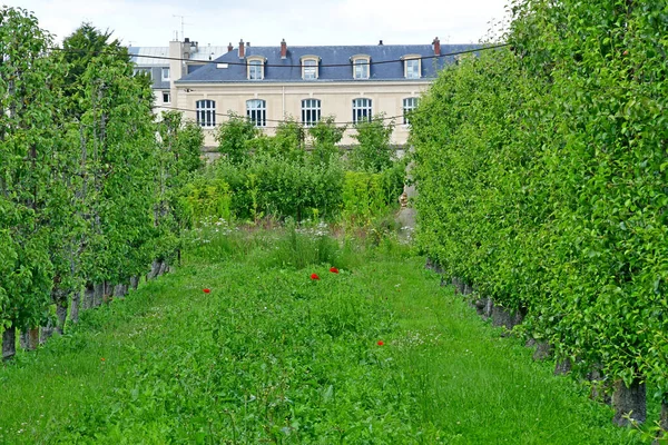 Versailles; Franciaország - 2019. június 16.: Le potager du roi — Stock Fotó