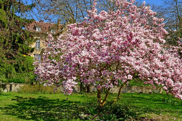 Triel sur Seine; Francia - 22 marzo 2019: magnolia — Foto Stock
