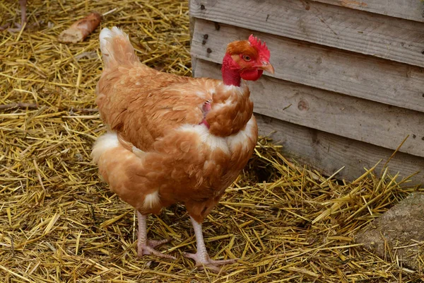 Sagy; France - june 3 2019 : poultry — Stock Photo, Image