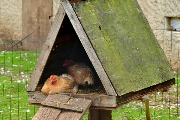 サギー、フランス- 6月3 2019:鶏肉 — ストック写真