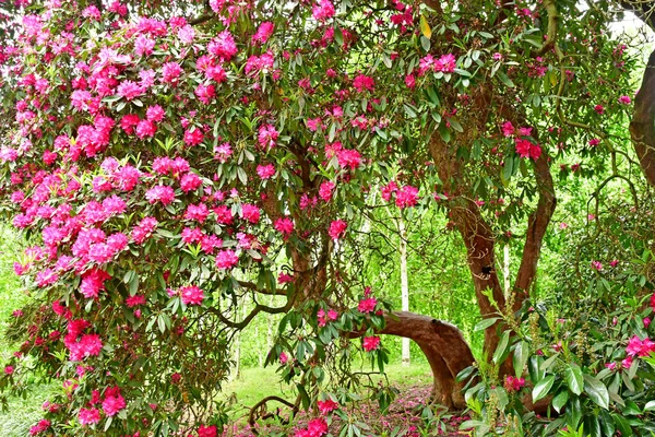 London; Kew, England - 5 maj 2019: Kew Gardens — Stockfoto