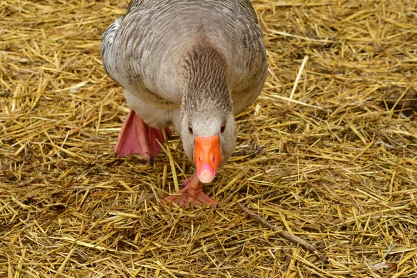 Sagy; France - june 3 2019 : poultry — Stock Photo, Image