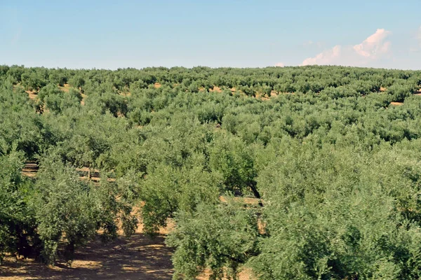 Loja; España - 27 de agosto de 2019: paisaje — Foto de Stock