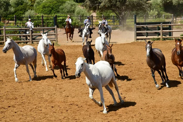 Medina Sidonia Spagna Agosto 2019 Acampo Abierto — Foto Stock