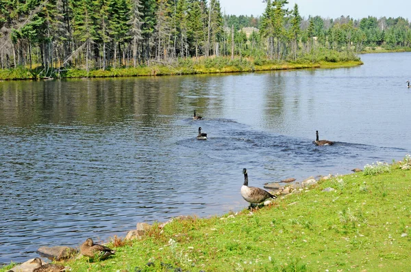 Quebec Kanada Juni 2018 Zoo Saint Felicien — Stockfoto