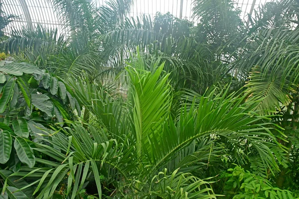 Londres Kew Inglaterra Mayo 2019 Palm House Kew Royal Botanic — Foto de Stock