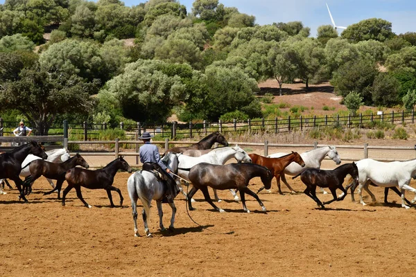 Medina Sidonia Espanha Agosto 2019 Acampo Abierto — Fotografia de Stock