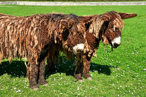 Saint Martin Ile Frankrijk Maart 2020 Ezel Een Weiland — Stockfoto