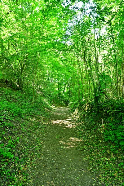 Arthies França Maio 2020 Floresta Perto Castelo — Fotografia de Stock