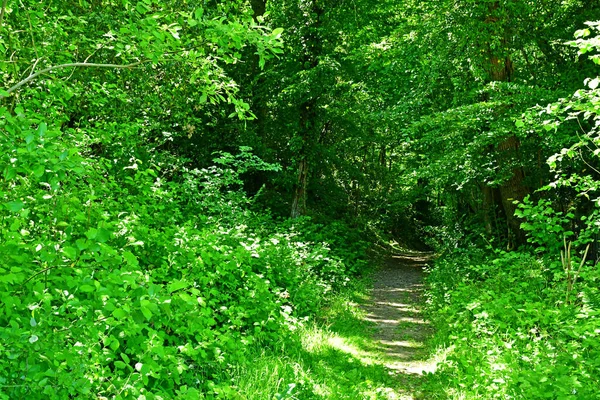 Arthies França Maio 2020 Floresta Perto Castelo — Fotografia de Stock