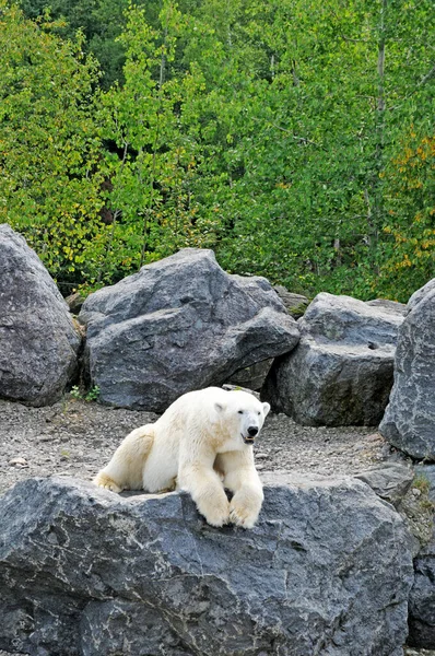 Quebec Kanada Června 2018 Medvěd Zoo Sauvage Saint Felicien — Stock fotografie