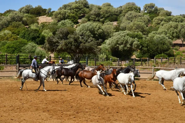 Medina Sidonia Espanha Agosto 2019 Acampo Abierto — Fotografia de Stock