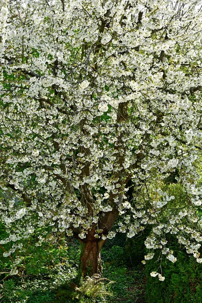 Verneuil Sur Seine Frankrike Maj 2018 Ett Körsbärsträd Trädgård — Stockfoto