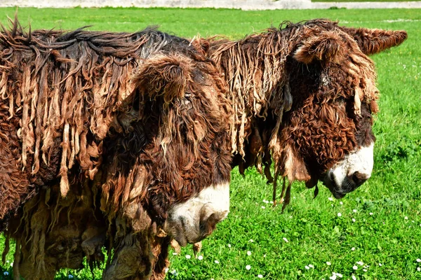 Saint Martin Ile Frankrijk Maart 2020 Ezel Een Weiland — Stockfoto