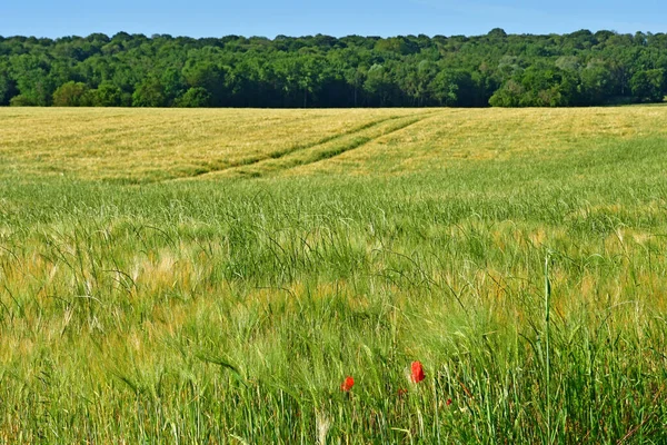 Ecquevilly France May 2020 Picturesque Country Landscape — Stock Photo, Image