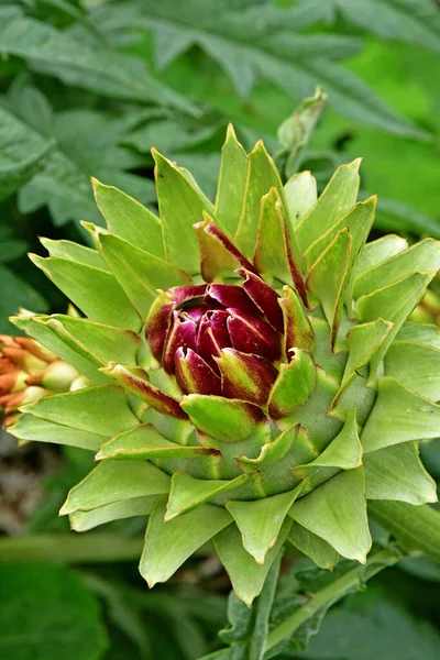 Roche Guyon Francia Junio 2020 Alcachofa Histórico Jardín Del Castillo — Foto de Stock