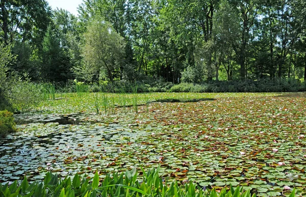 2018年6月25日カナダ ケベック州モントリオール1931年に作られた植物園の池 — ストック写真