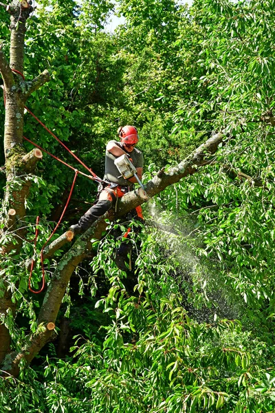 Verneuil Sur Seine Frankreich Juni 2020 Ein Gärtner Schneidet Einen — Stockfoto