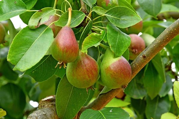 Roche Guyon França Junho 2020 Peras Jardim Histórico Castelo — Fotografia de Stock