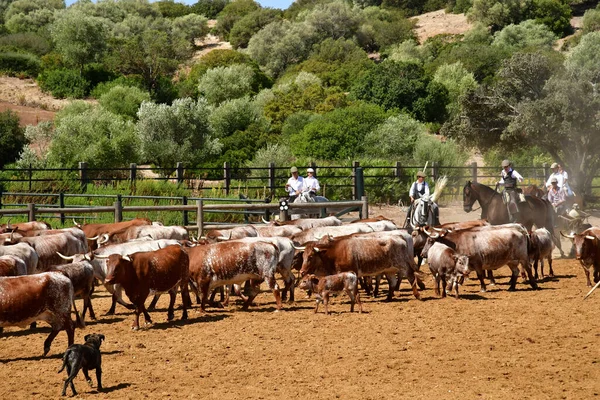 Medina Sidonia Espanha Agosto 2019 Acampo Abierto — Fotografia de Stock