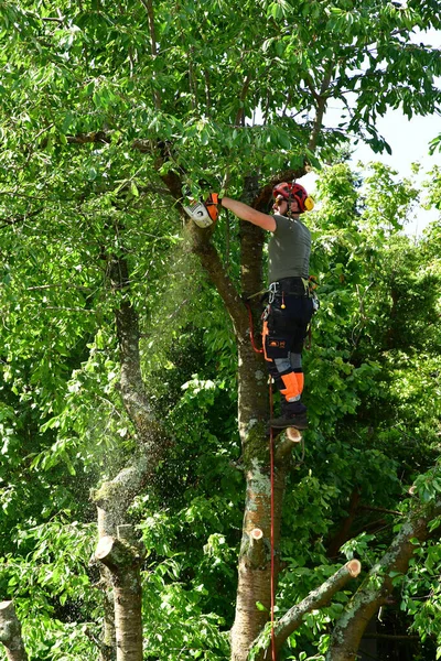 Verneuil Sur Seine Frankrijk Juni 2020 Een Tuinman Snoeit Een — Stockfoto